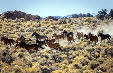 A herd of wild horses just moved into this iconic California destination