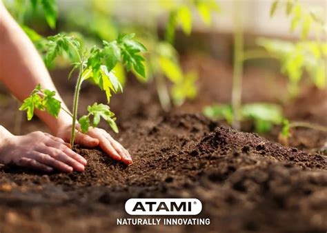 Boost Soil Health and Nutrient Absorption with Humic and Fulvic Acids