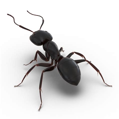 3D model Black Ant Rigged for Maya | 3D Molier International