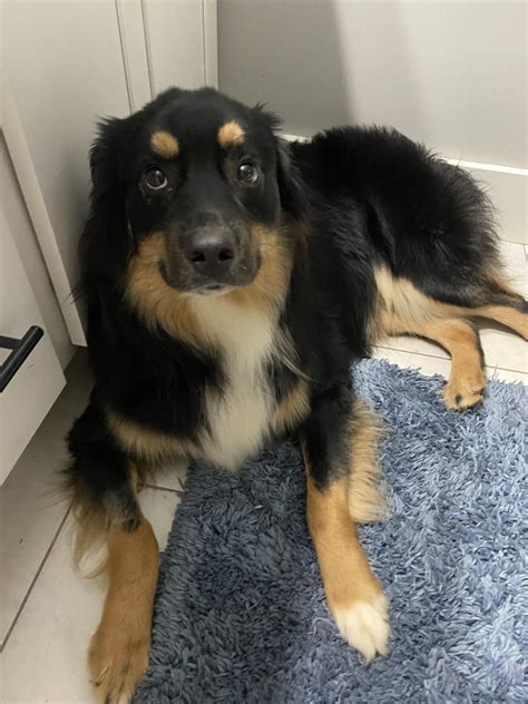 After Jax shredded a bath towel, he mustered up this pitiful look of ...