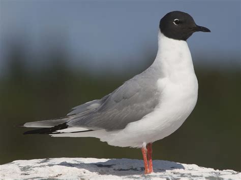 Gaviota de Bonaparte - eBird