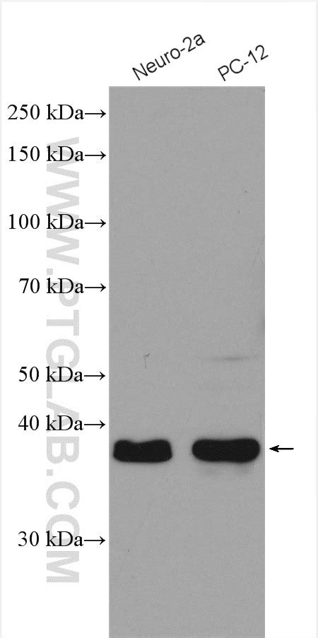 QKI antibody (13169-1-AP) | Proteintech