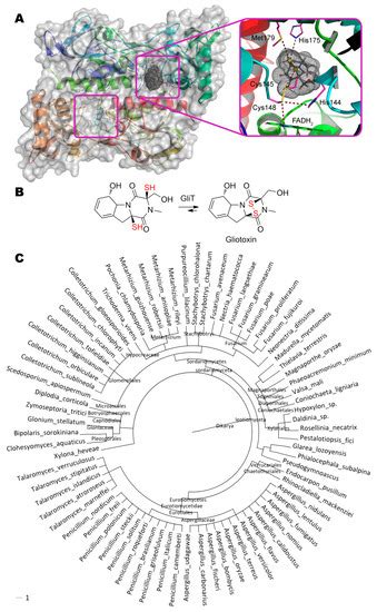 Enzymes for Detoxification of Various Mycotoxins: Origins and ...