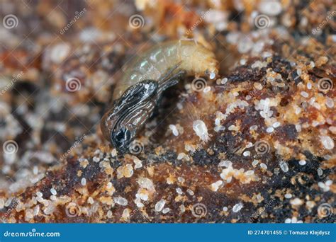 Fungus Gnat Larvae Size