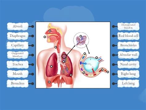 Image result for Respiratory System Composition