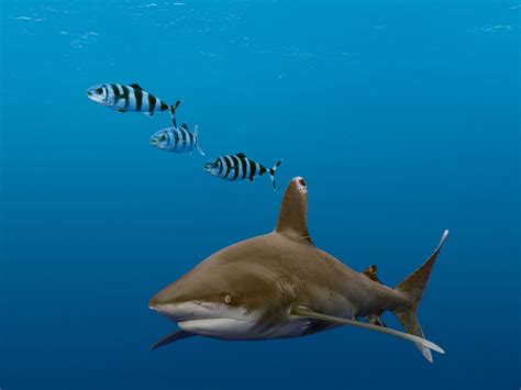 White Tip Reef Sharks Are Dangerous The Big Kahunas: Hawaii's Sharks