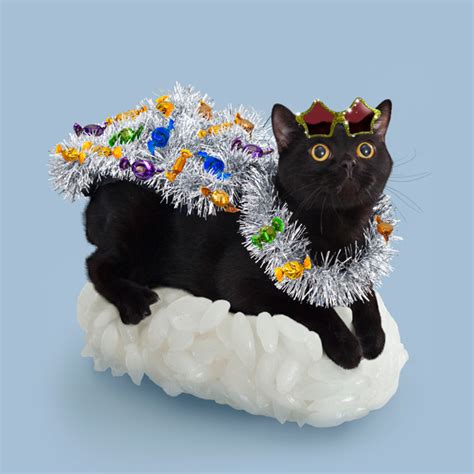 Sushi Cats, A Cute Collection of Magical Felines Resting on Sushi Rice