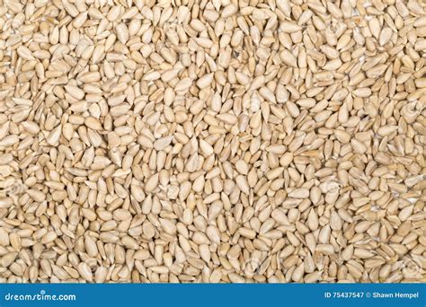 Natural Shelled Sunflower Seed Full Frame Stock Image - Image of brown ...