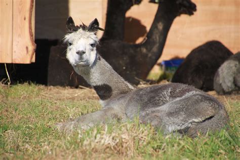 Alpacas And Llamas Differences