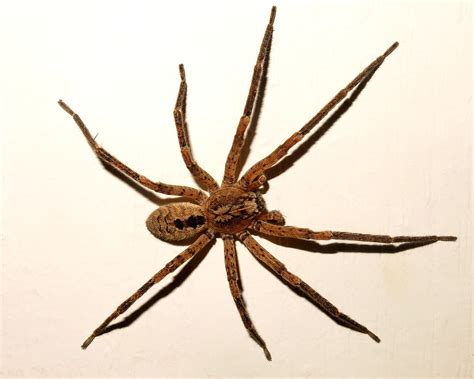 False wolf spider - Plant Pests