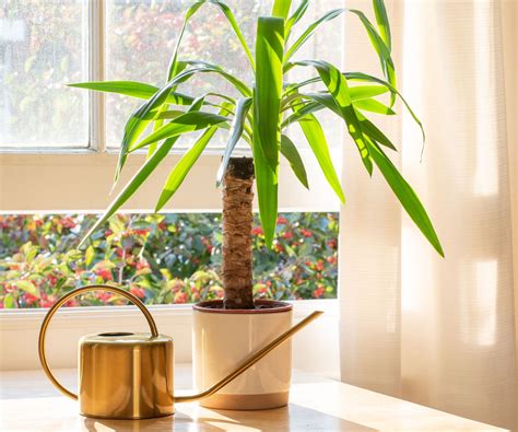 Best indoor plants for direct sunlight: 7 top choices | Homes and Gardens