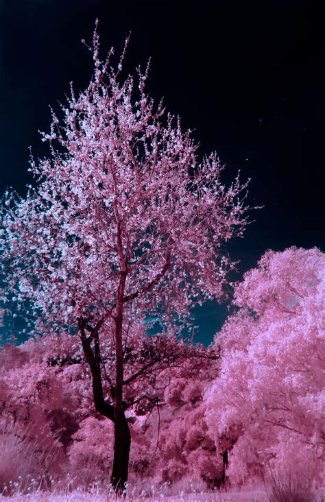 Download Under the Glowing Moonlight, the Cherry Blossoms Bloom Wallpaper | Wallpapers.com