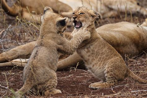 Image result for Terrifying Lion Encounters