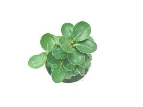 YP Ficus Compacta Plant : Amazon.in: Garden & Outdoors