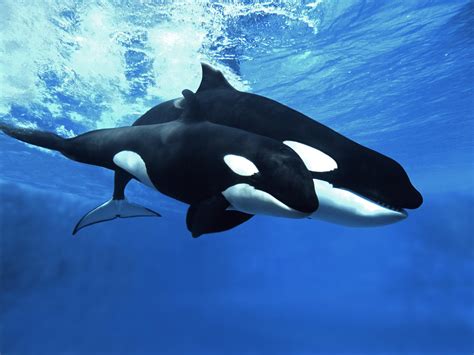 Fantastic Dream Of Whales In Space, 46% OFF