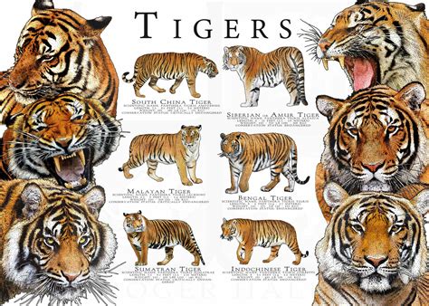 Tiger Subspecies Comparison
