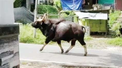കാട്ടുപോത്തിന്റെ ആക്രമണത്തിൽ ഒരാൾ മരിച്ചു; പ്രതിഷേധിച്ച് നാട്ടുകാ ...
