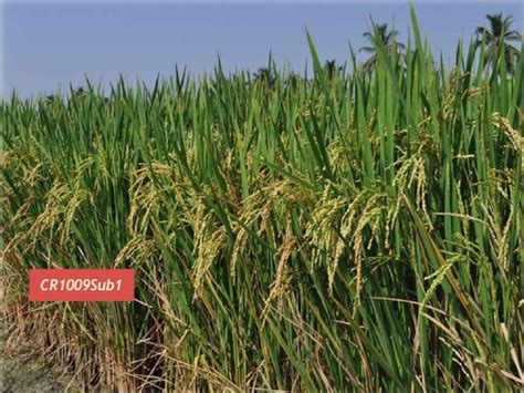 Crop Production :: Rice :: System of Rice Intensification (SRI)