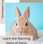 Image result for Rabbit Diseases