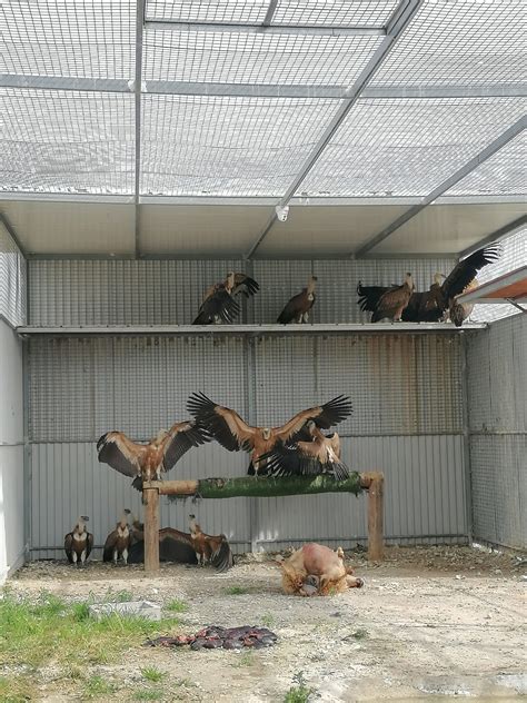 14 Spanish Griffon Vultures arrive in Cyprus to help save the critically endangered local ...
