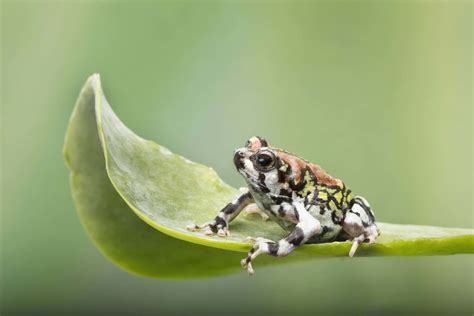 Alien Frog Species 的图像结果