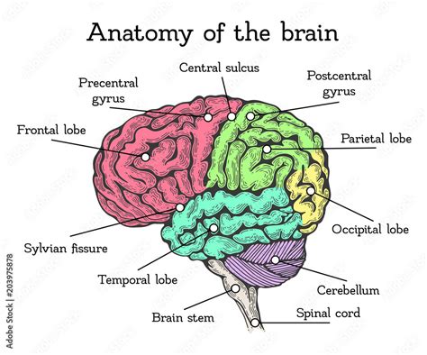 Brain anatomy color scheme Stock Vector | Adobe Stock
