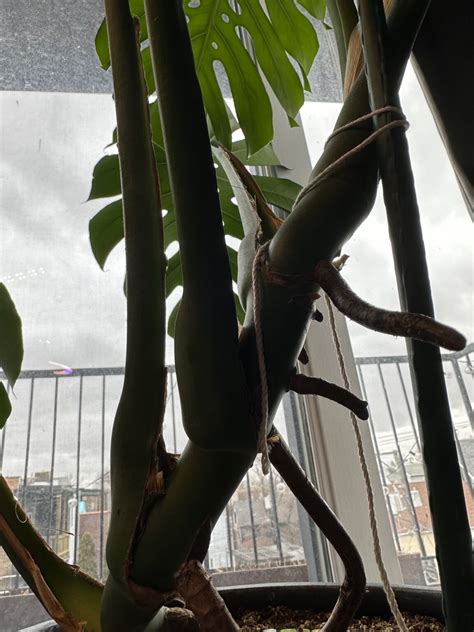 Removing Monstera Aerial Roots: Advanced Plant Care Techniques