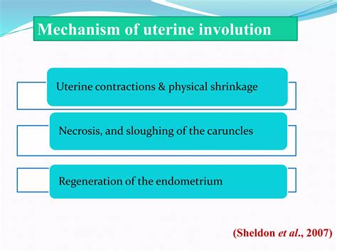 Image result for Uterine Involution