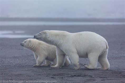 Polar Bear, Alaska | Arctic National Wildlife Refuge, Alaska. | Photos ...