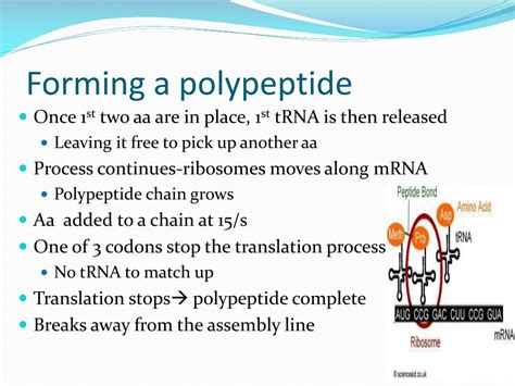 Image result for What Is Polypeptide