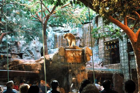 See the lions at the MGM Grand | Las vegas vacation, Vegas vacation ...