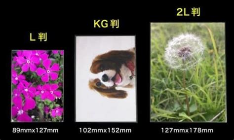 OPP袋テープなし 写真2L判 1枚用 標準#30【ワークアップ】
