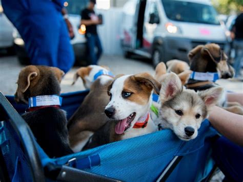 Houstonians can enjoy art and rescue animals at this good-hearted gala ...