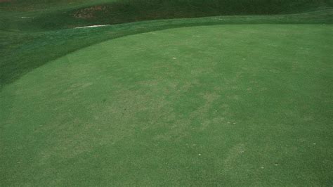 Image result for Pythium Root Rot Signs