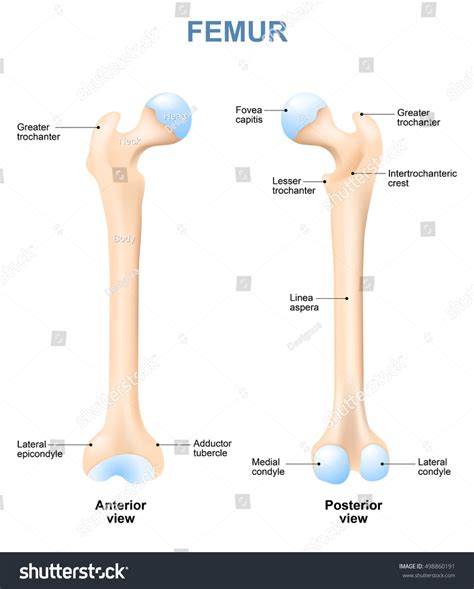 Medial Epicondyle Of Femur
