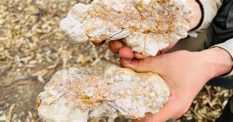 Australian Man Finds Gold Nugget With Metal Detector