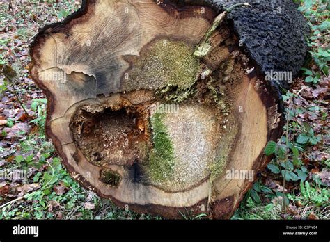 Image result for Tree Rot Fungus