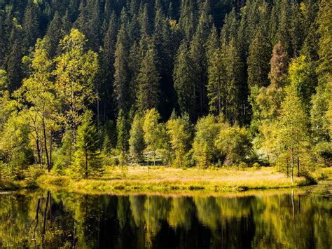 Download wallpaper 1024x768 forest, trees, shore, river, reflection ...