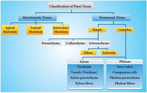 Image result for Classification of Tissues