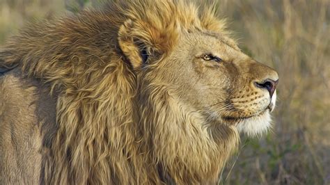 Why Do Lions Have Manes? | Times Knowledge India
