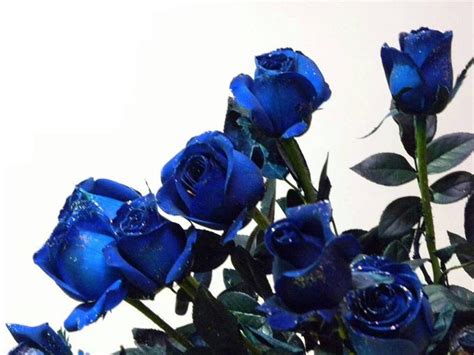 蓝色玫瑰：别样的情感，送给热恋的朋友 - 每日头条