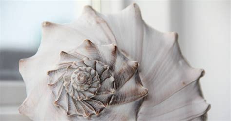 Conch Shell Removal 的图像结果