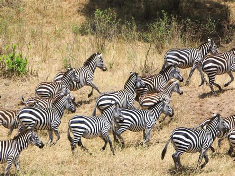 Now’s the best time to witness the Great Migration in Masai Mara, Kenya ...