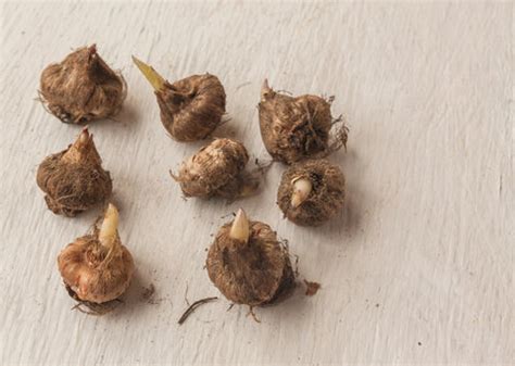 Planting Ixia Bulbs: Plant Care Tips and Benefits – Ugaoo