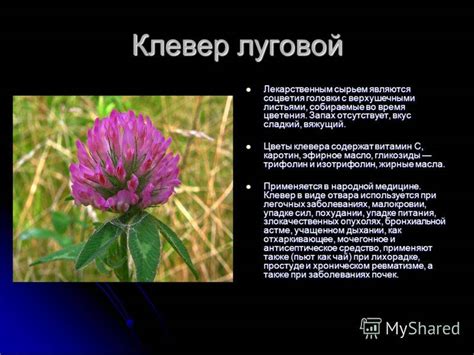 Клевер луговой: описание растения, свойства и применение