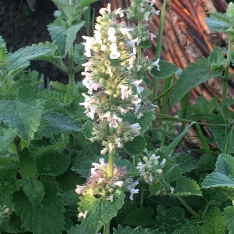 White Catnip (Nepata cataria ssp. citriodora) seeds