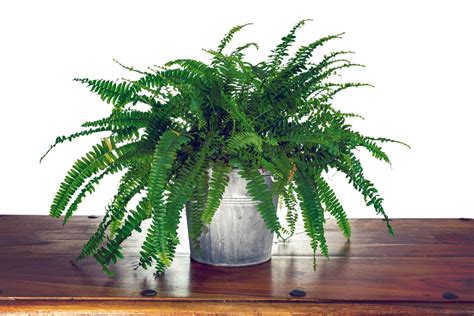How Do Ferns Purify Air: Growing Ferns For Air Purification In The Home