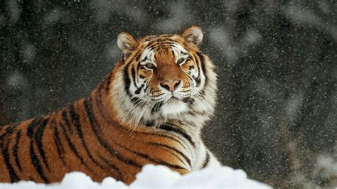 Tiger Is Sitting On Snow In Snow Falling Background HD Tiger Wallpapers ...