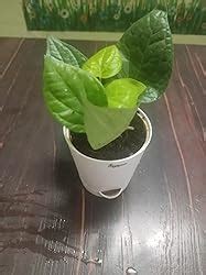 Ugaoo Betel Leaf Magai Paan Plant With Self Watering Pot : Amazon.in ...