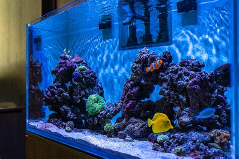 Best Saltwater Aquarium Fish: A Comprehensive Guide for Beginners
